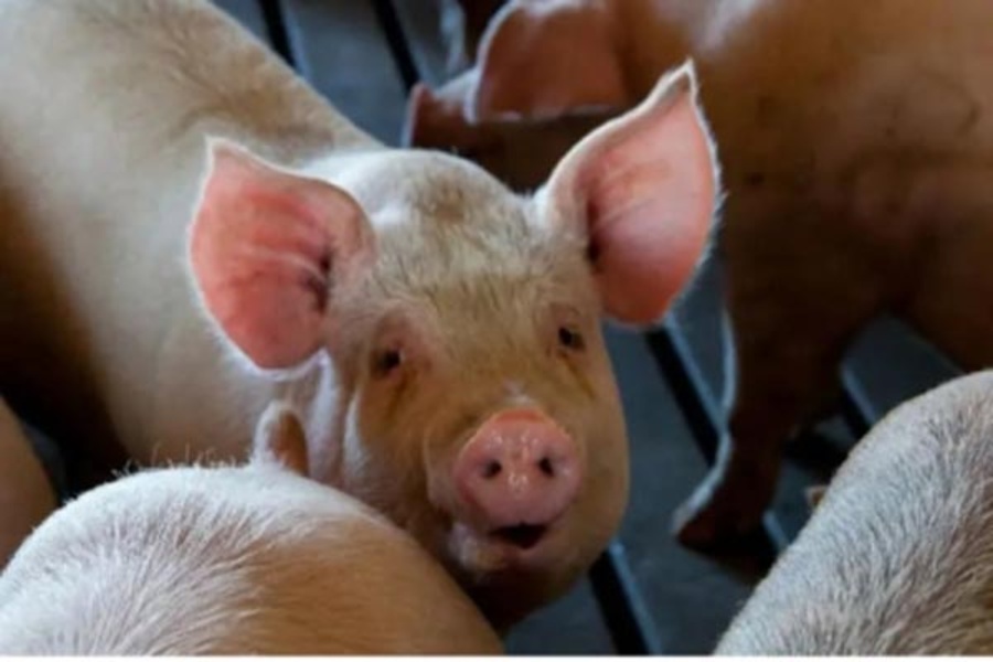 Ban on Transport of Pigs Without Approval to Prevent Spread of Infectious Disease in Tripura