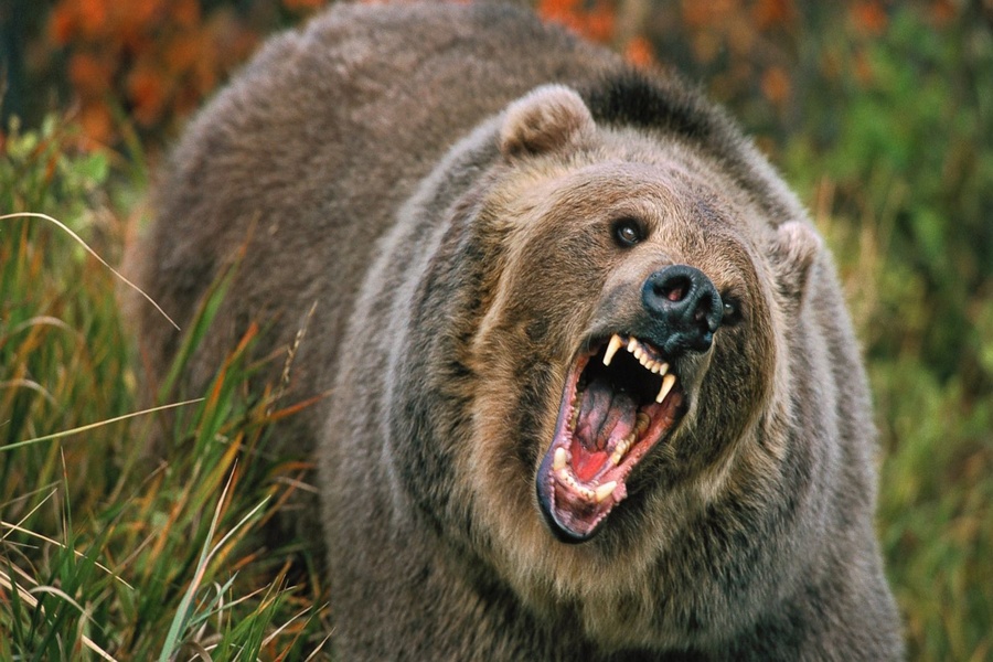 Bear attack injures elderly man in Sepahijala, locals demand action