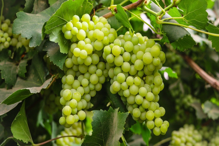 Grapes in Unakoti: A new agri opportunity emerging from scientific innovation