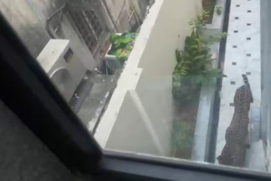 Leopard Spotted Once More in Jaipur; Residents Alarmed as Search Operation Inten...