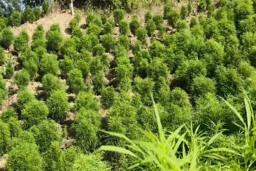 Massive Anti-Narcotics Drive: One Lakh Ganja Plants Uprooted in Tripura