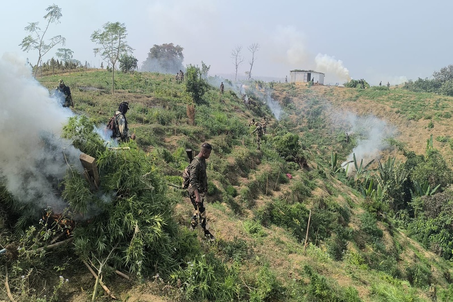 Massive Ganja Plantation Destroyed in...