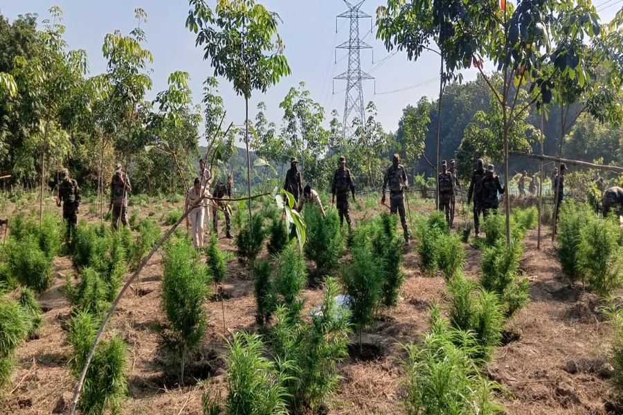 Over 1.25 Lakh Ganja Plants Destroyed...