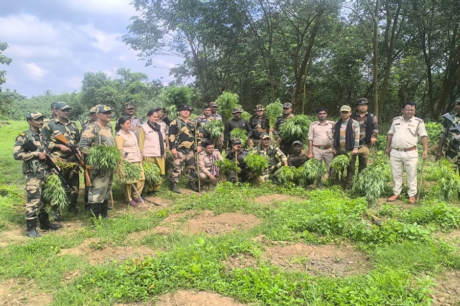 Security forces destroyed cannabis plants in Tripura bordering village
