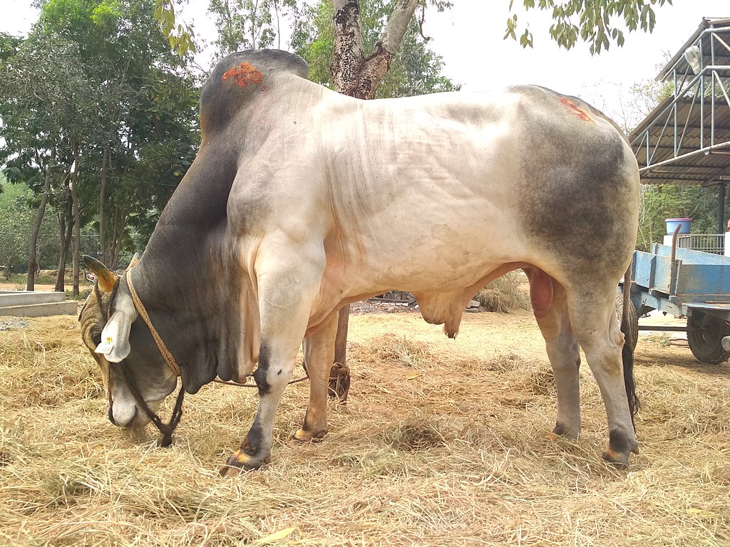 Tension grips Tripura village after sacred bull found tied in Muslim youth’s home