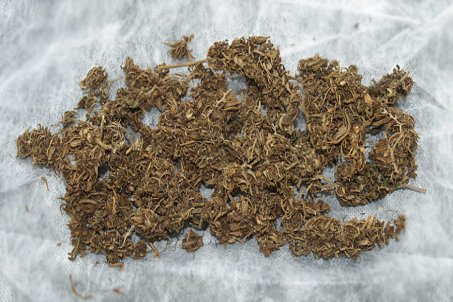 Three drug traffickers caught in Tripura with cannabis; fake ‘press’ cover exposed