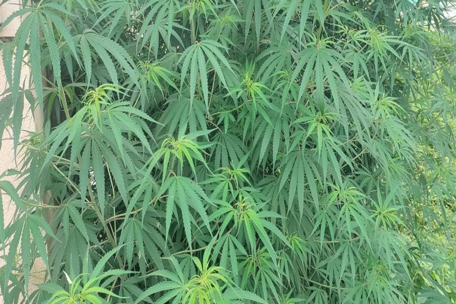 Tripura Police Destroy Massive Cannabis Plantation in Sidhai Mohanpur