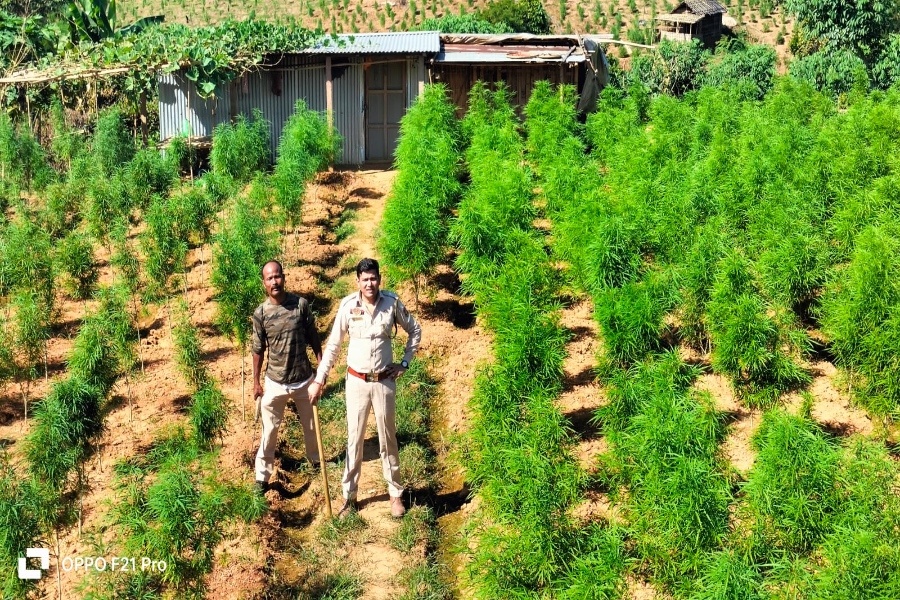 Tripura Police Unleash Massive Anti-Drug Operation, Destroy 12 Lakh Cannabis Plants