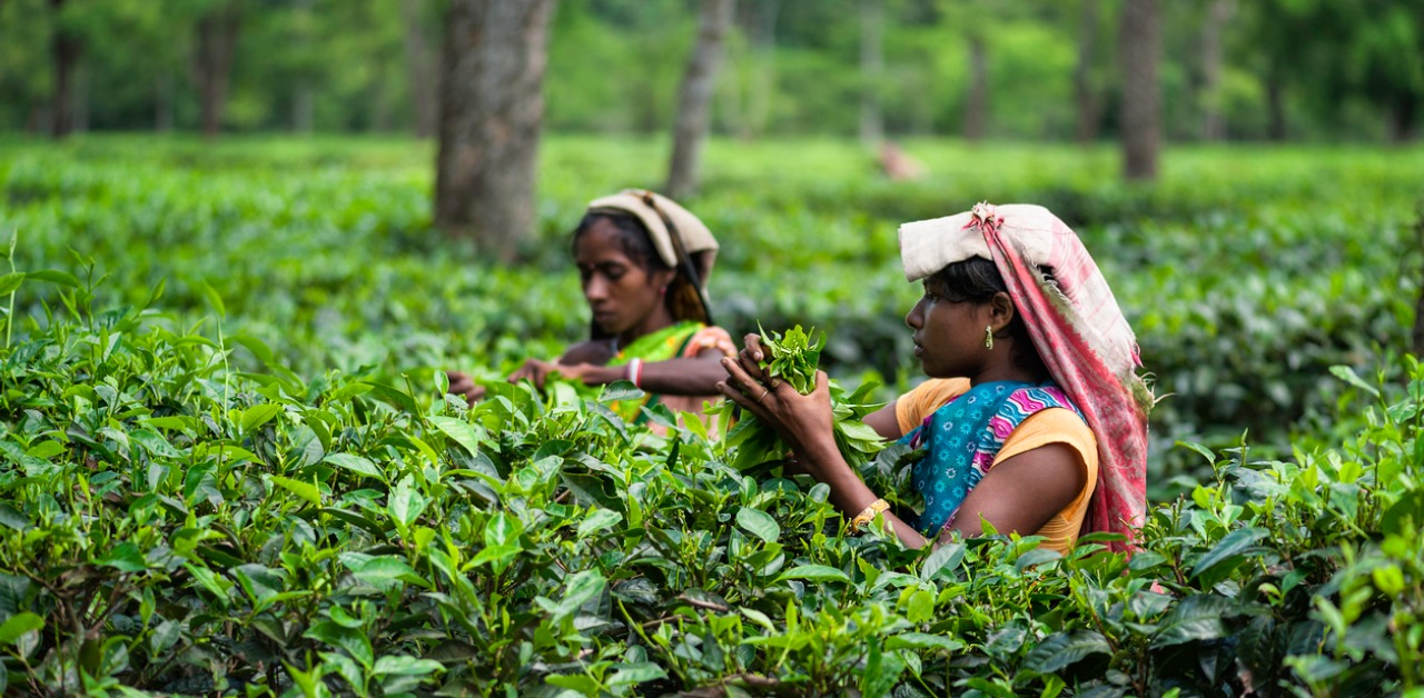 Tripura hikes tea garden workers’ wages to Rs 204