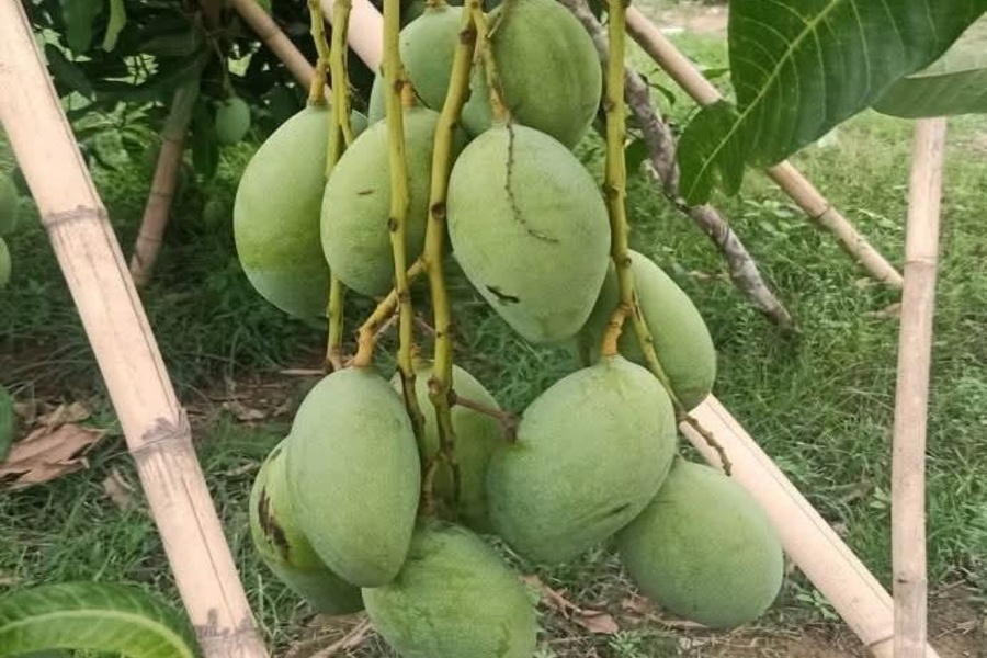 Tripura's Gandacherra Mango Trade Brings New Hope for Local Youth