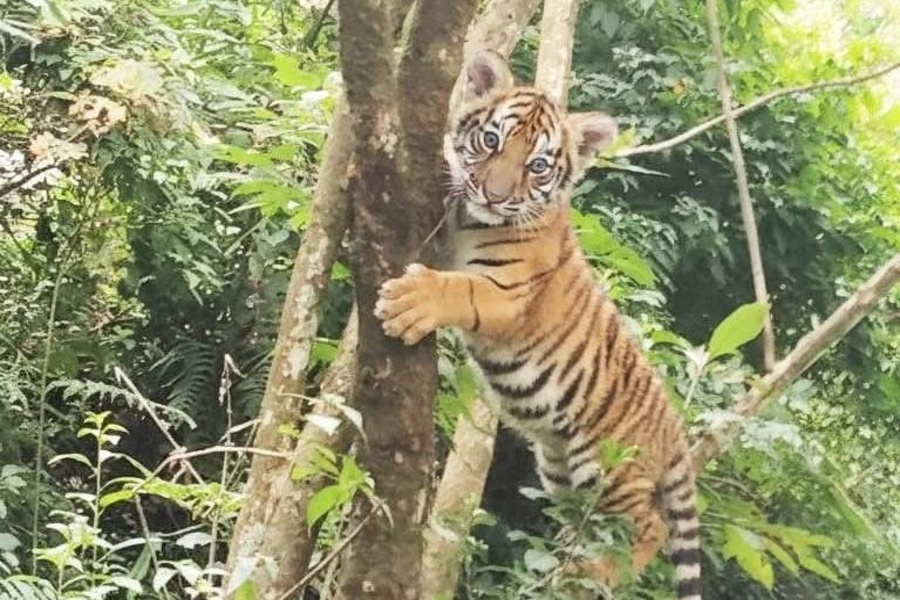 Royal Bengal Tiger Cub Spotted Near Gangtok, Triggers Excitement Among Wildlife ...