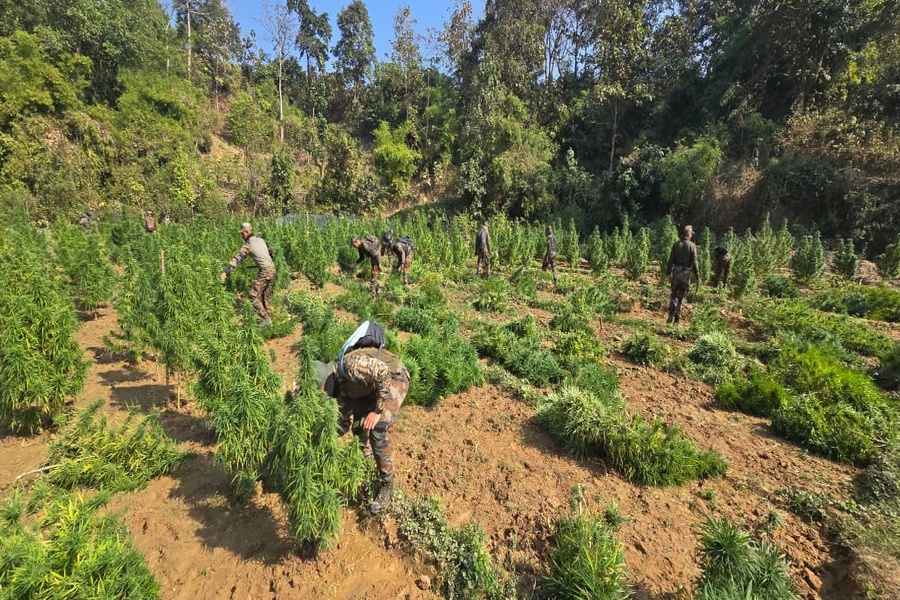 ASSAM RIFLES DESTROYS ILLICIT GANJA CULTIVATION WORTH Rs 14.5 CRORE IN TRIPURA