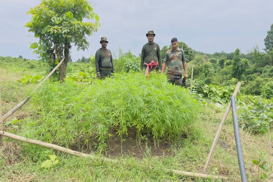 Cannabis saplings of Rs 70 lakh destr...