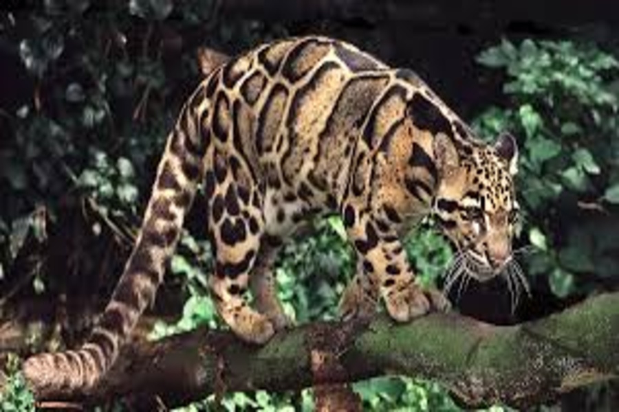 Young Clouded Leopard Dies of Anemia at Sepahijala Wildlife Sanctuary